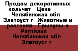 Продам декоративных кольчат › Цена ­ 400 - Челябинская обл., Златоуст г. Животные и растения » Грызуны и Рептилии   . Челябинская обл.,Златоуст г.